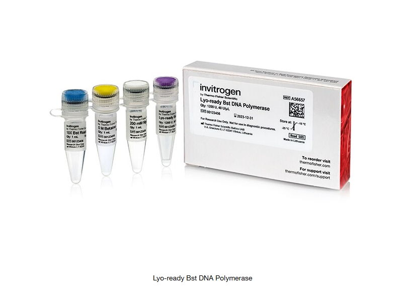 Lyo-ready Bst DNA Polymerase