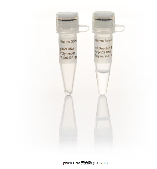 phi29 DNA 聚合酶 (10 U/μL)