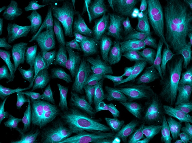 Donkey anti-Goat IgG (H+L) Highly Cross-Adsorbed Secondary Antibody, Alexa Fluor Plus 405