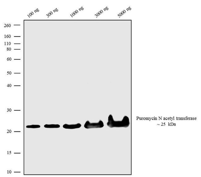 Puromycin N-acetyltransferase Recombinant Superclonal Antibody (1HCLC)