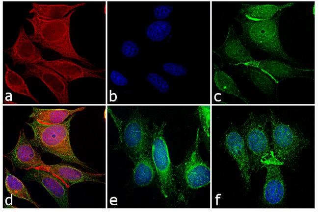 Goat anti-Mouse IgG (H+L) Cross-Adsorbed Secondary Antibody, DyLight 550