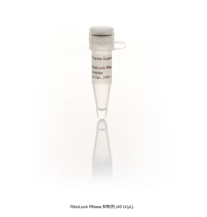 RiboLock RNase 抑制剂 (40 U/μL)