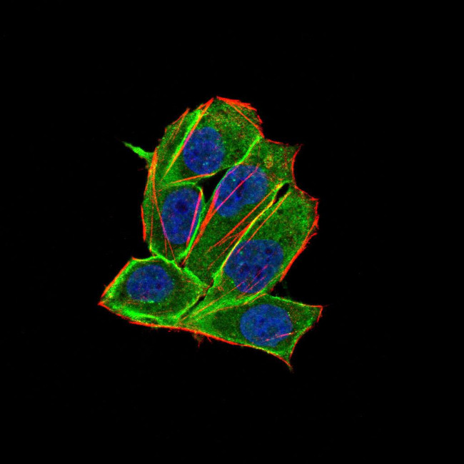PDGFRA Monoclonal Antibody (8E12F2)