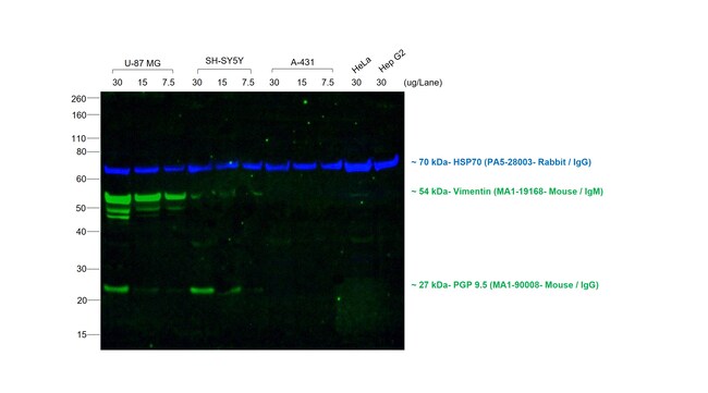 山羊抗小鼠IgG、IgM（H+L）二抗，Alexa Fluor 488