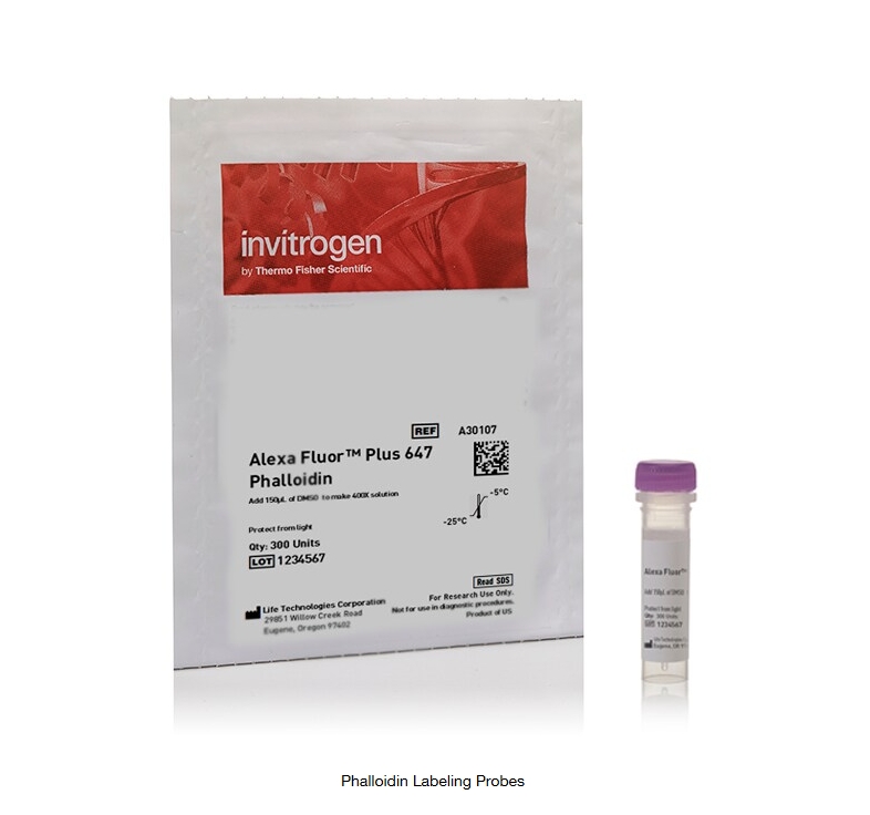 Phalloidin Labeling Probes