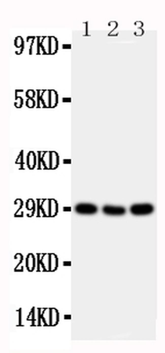 OX40 (CD134) Polyclonal Antibody