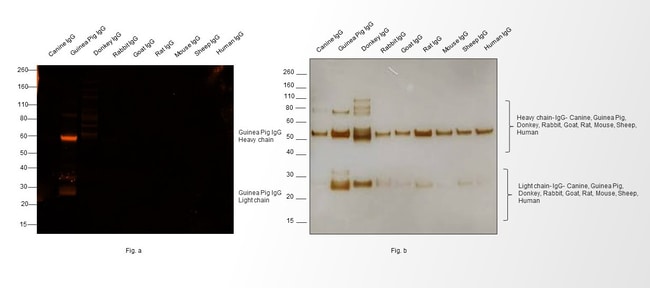 Goat anti-Guinea Pig IgG (H+L) Highly Cross-Adsorbed Secondary Antibody, Alexa Fluor 568