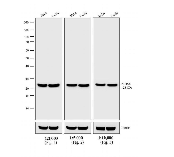 Goat anti-Rabbit IgG (H+L) Secondary Antibody, HRP