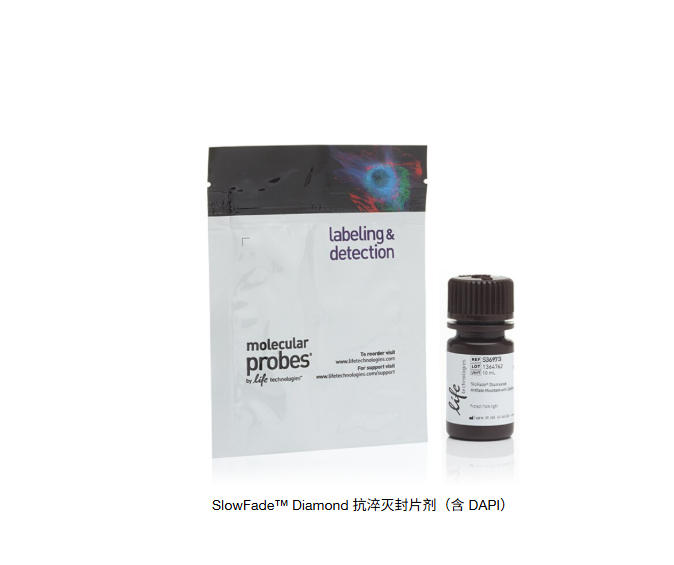 SlowFade™ Diamond 抗淬灭封片剂（含 DAPI）