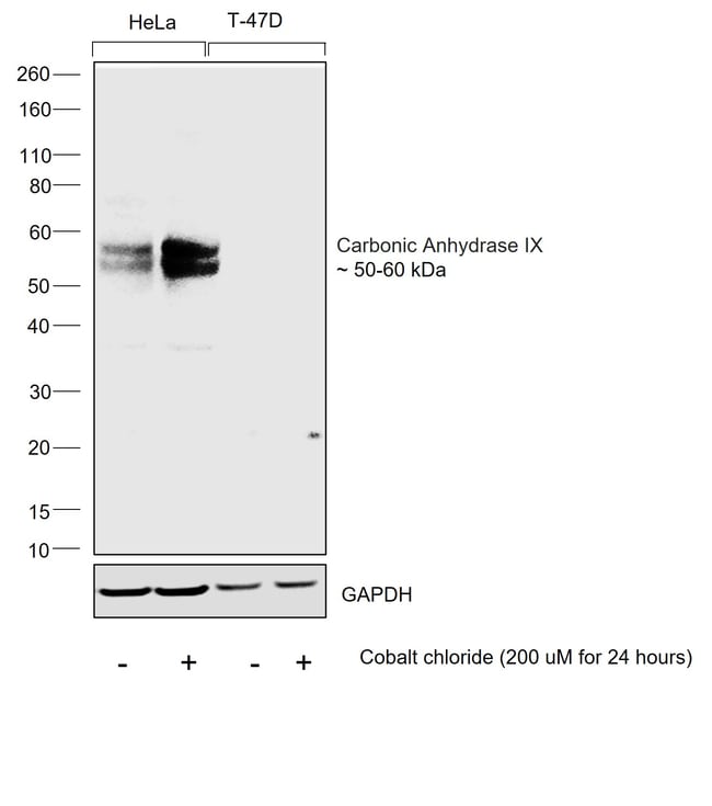 Carbonic Anhydrase IX Monoclonal Antibody (GT12)