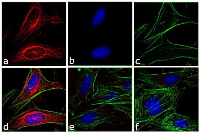 Goat anti-Mouse IgG (H+L) Secondary Antibody, DyLight 594