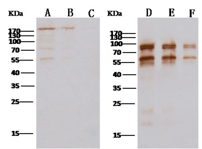 MERS Coronavirus Spike Protein S2 Polyclonal Antibody
