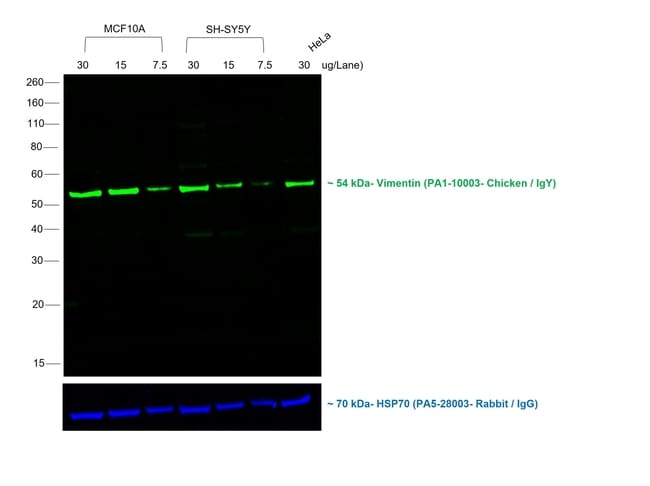 Donkey anti-Chicken IgY (H+L) Secondary Antibody, FITC