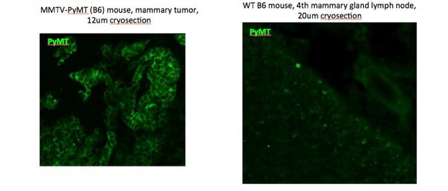 Polyoma Virus Medium T Monoclonal Antibody (PyMT)