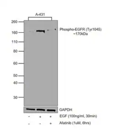 Human EGF Recombinant Protein