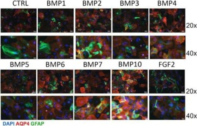 Goat anti-Rabbit IgG (Heavy chain) Superclonal Secondary Antibody, Alexa Fluor 555