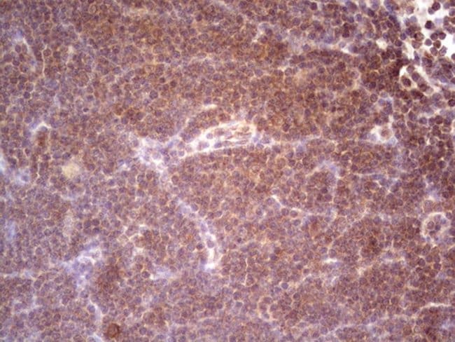SYNM Monoclonal Antibody (OTI7H6)