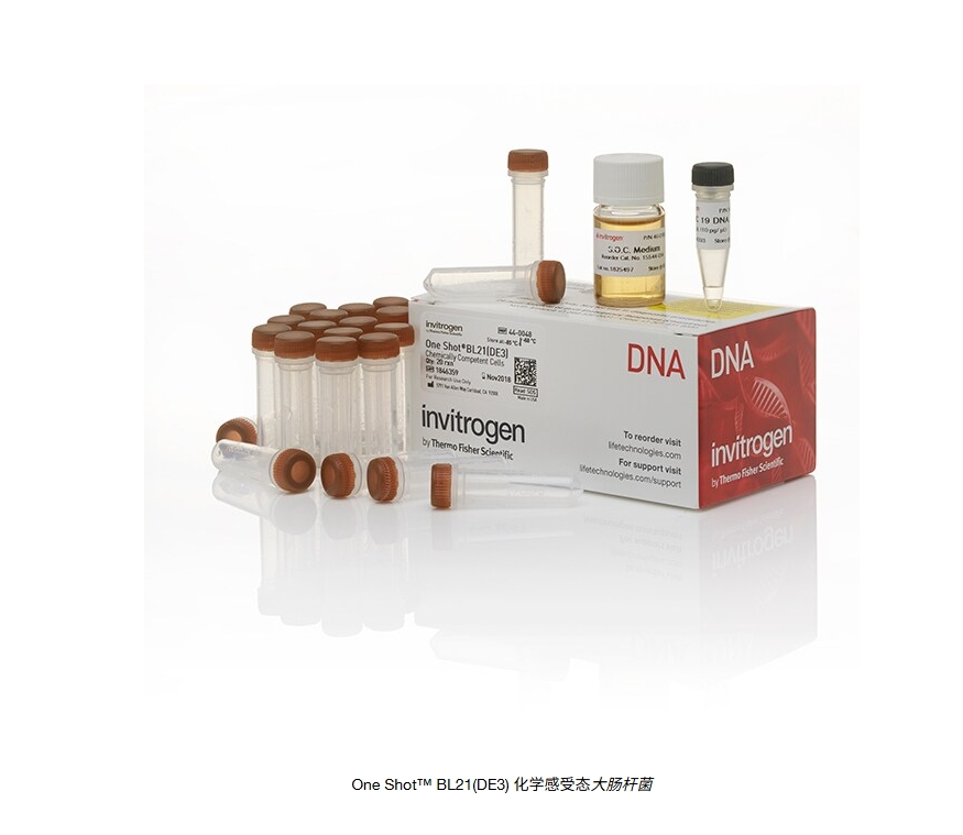 One Shot™ BL21(DE3) 化学感受态大肠杆菌