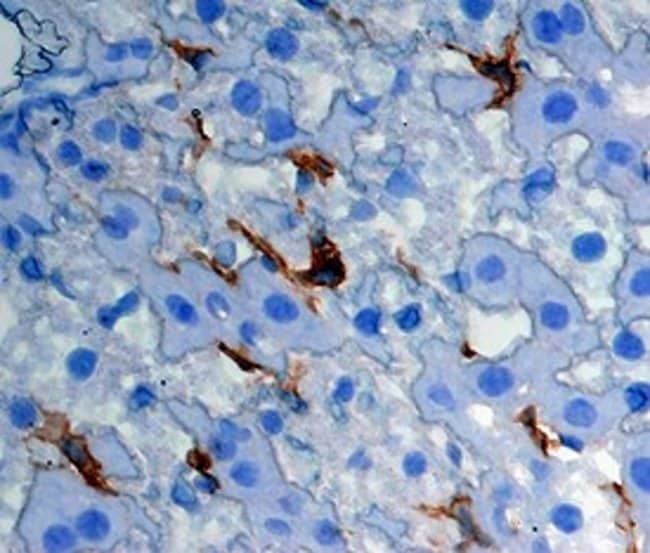 CLEC4F Polyclonal Antibody