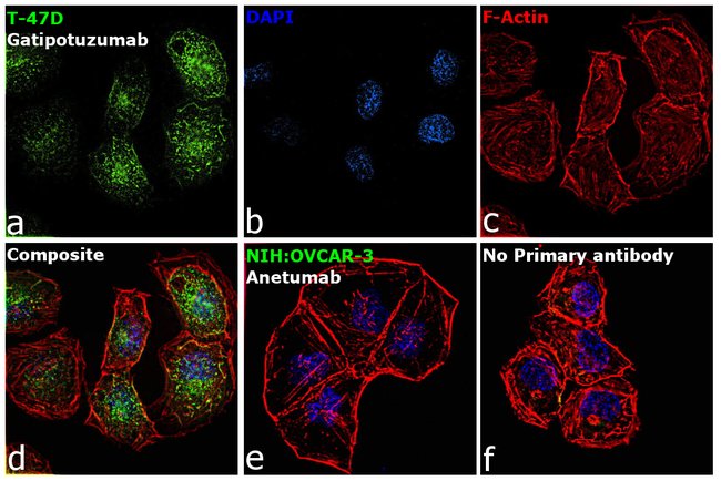 Goat anti-Human Kappa Light Chain Cross-Adsorbed Secondary Antibody