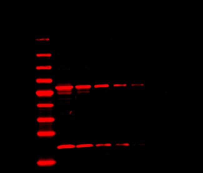 Goat anti-Mouse IgG (H+L) Highly Cross-Adsorbed Secondary Antibody, Alexa Fluor Plus 680