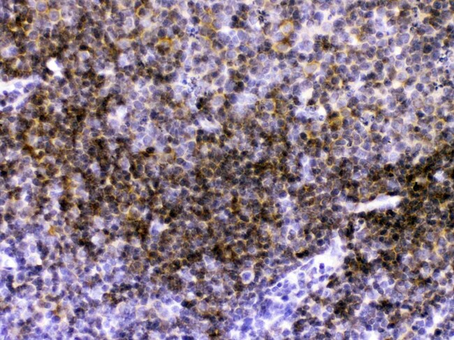 CD40 Polyclonal Antibody