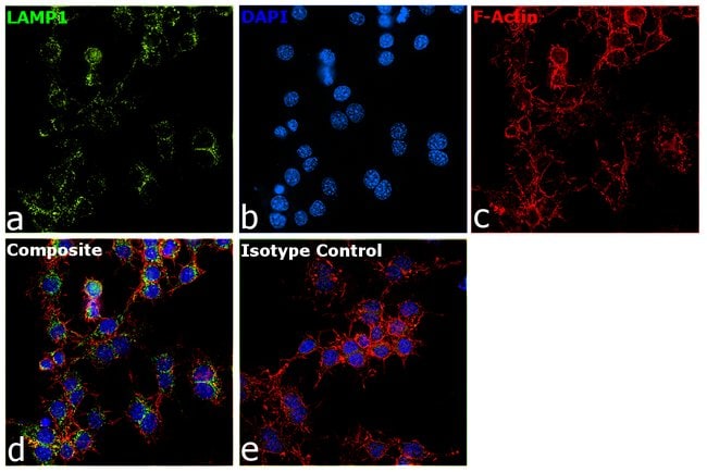 CD107a (LAMP-1) Monoclonal Antibody (eBio1D4B (1D4B)), Alexa Fluor 488, eBioscience
