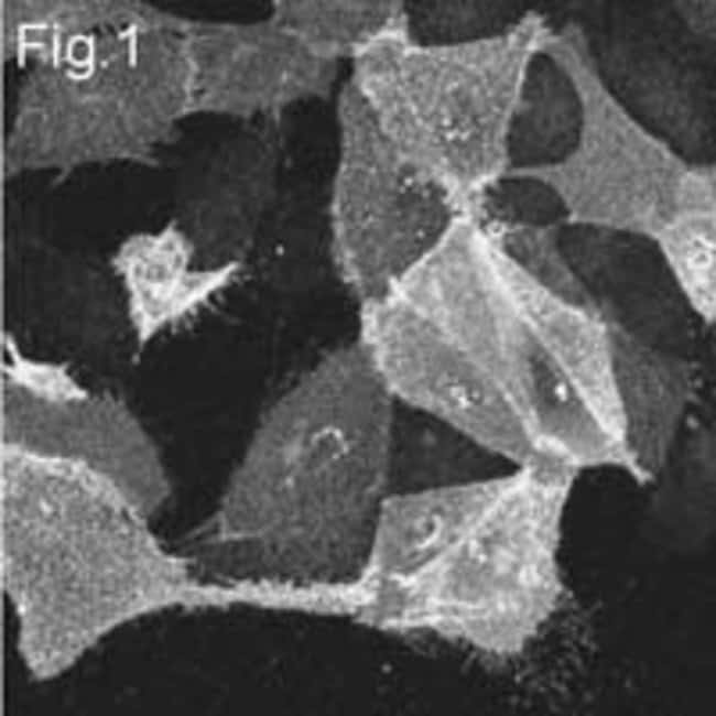 Influenza A M2 Monoclonal Antibody (14C2)