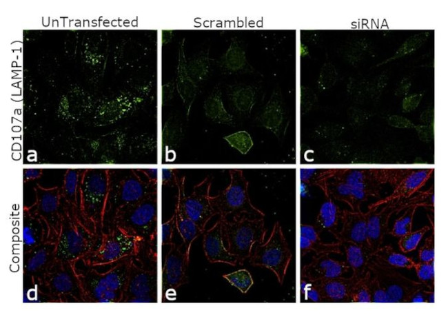CD107a (LAMP-1) Monoclonal Antibody (eBioH4A3), Alexa Fluor™ 488, eBioscience™