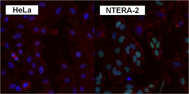 SOX2 Polyclonal Antibody