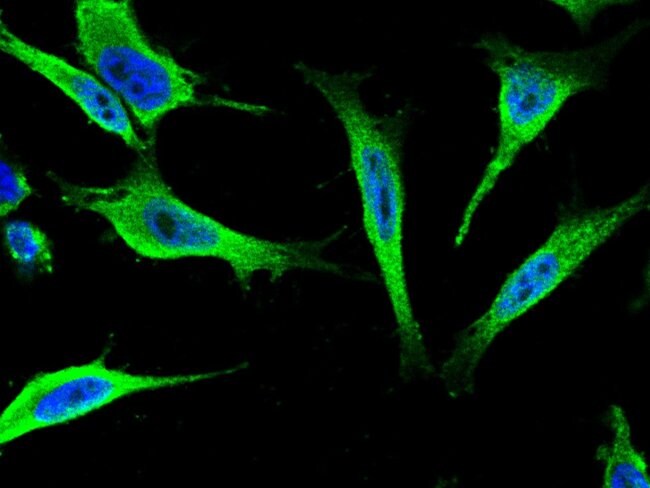 14-3-3 epsilon Polyclonal Antibody