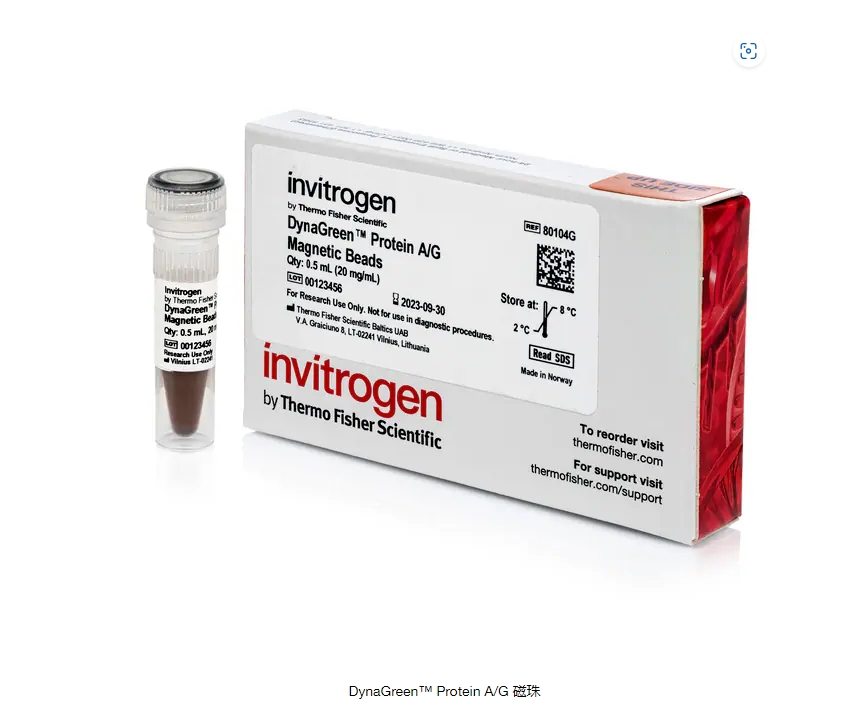 DynaGreen™ Protein A/G 磁珠