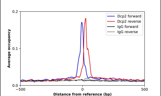 DCP2 Polyclonal Antibody