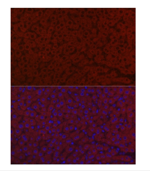 LRG1 Polyclonal Antibody