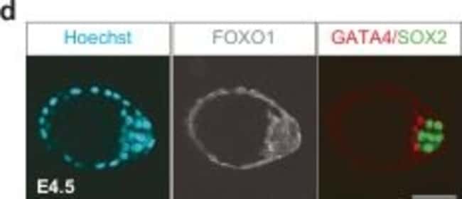 驴抗小鼠IgG（H+L）高交叉吸附二抗，Alexa Fluor 647