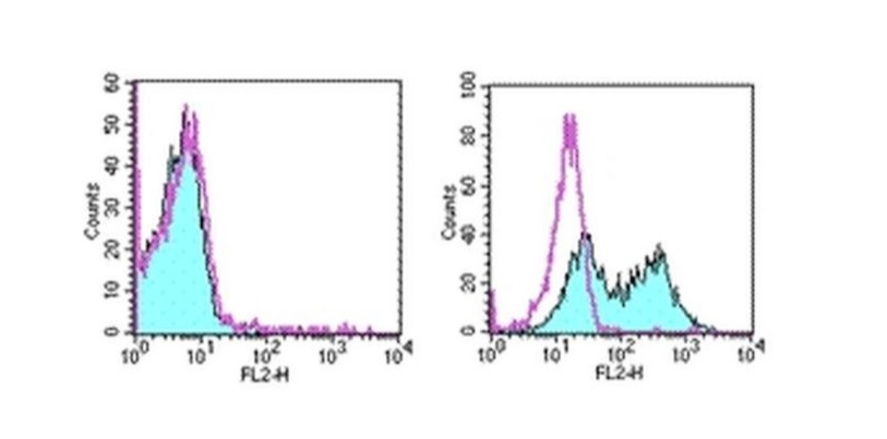 CD137 (4-1BB) Monoclonal Antibody (17B5), PE, eBioscience™