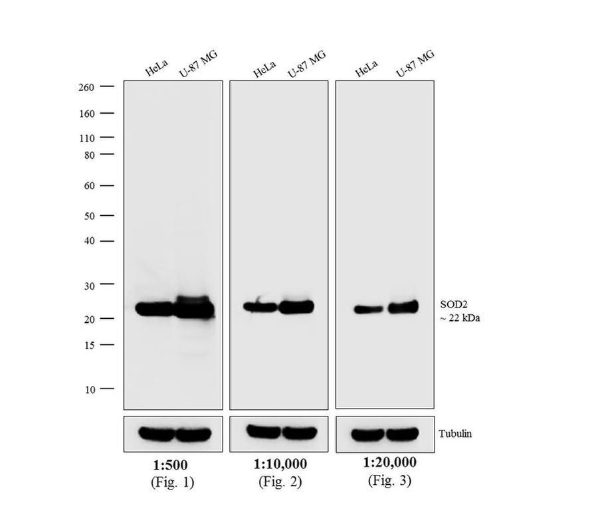 Goat anti-Mouse IgG (H+L) Secondary Antibody, HRP
