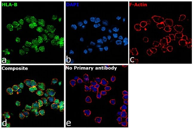 HLA-B Polyclonal Antibody