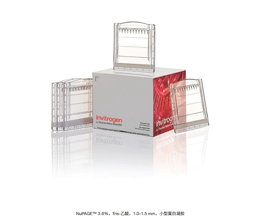 NuPAGE™ 3-8%，Tris-乙酸，1.0–1.5 mm，小型蛋白凝胶