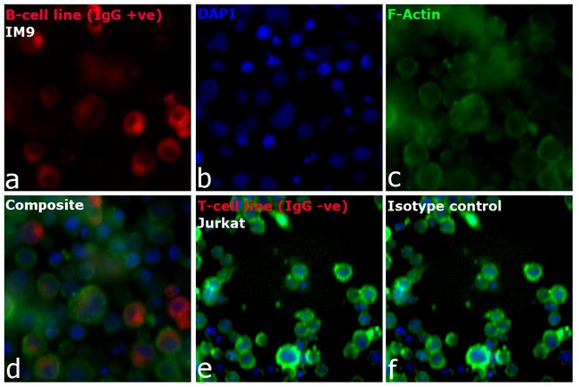 Goat anti-Human IgG Fc Cross-Adsorbed Secondary Antibody, DyLight 650