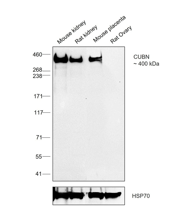 CUBN Polyclonal Antibody