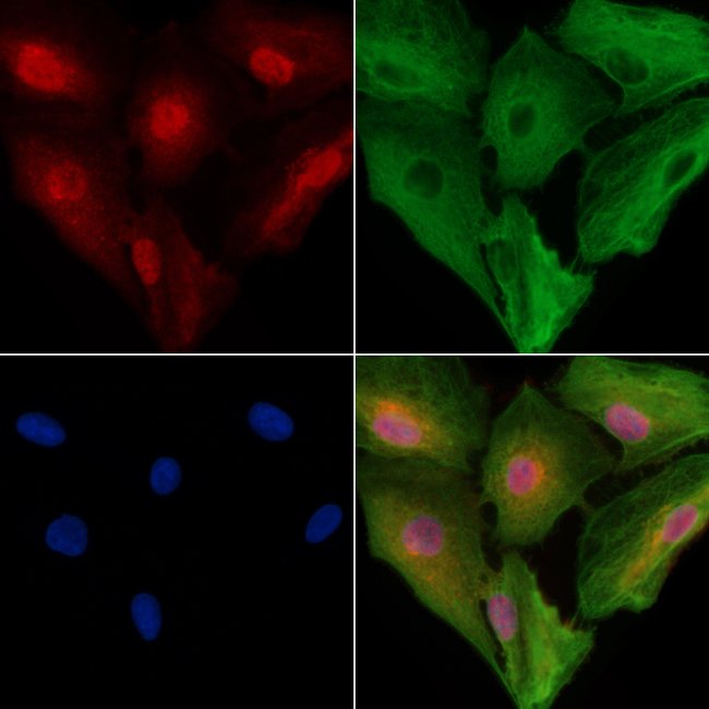 TROY Polyclonal Antibody