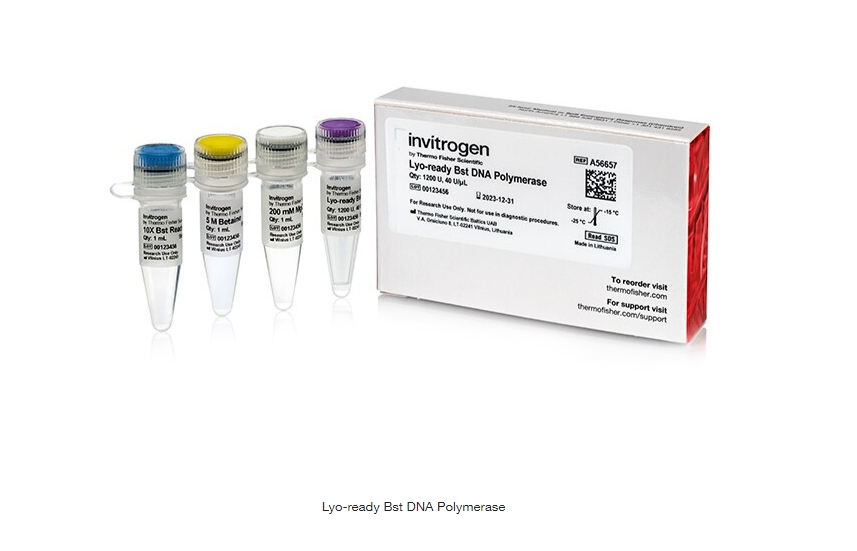 Lyo-ready Bst DNA Polymerase