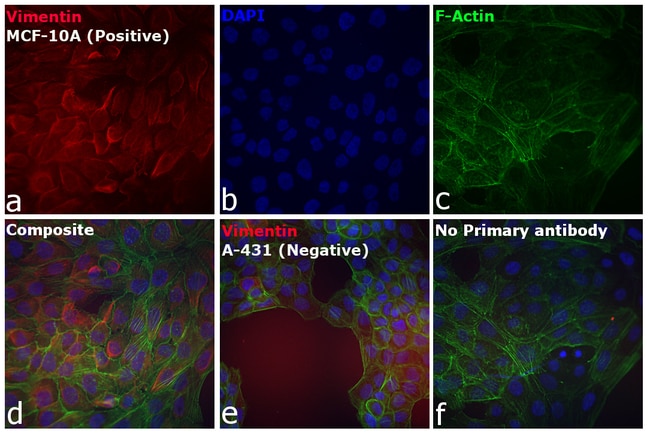 Goat anti-Chicken IgY (H+L) Secondary Antibody, Alexa Fluor 555