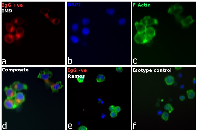 Goat anti-Human IgG (H+L) Cross-Adsorbed Secondary Antibody, Alexa Fluor 555