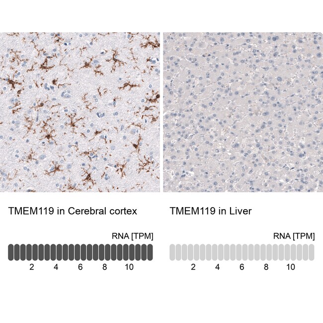 TMEM119 Monoclonal Antibody (CL8714)