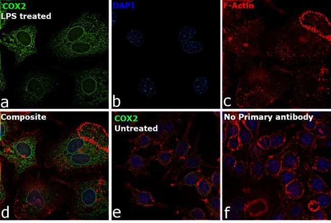 COX2 Polyclonal Antibody
