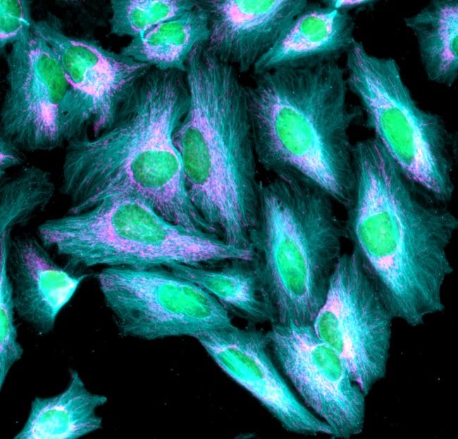 Goat anti-Rabbit IgG (H+L) Highly Cross-Adsorbed Secondary Antibody, Alexa Fluor Plus 405