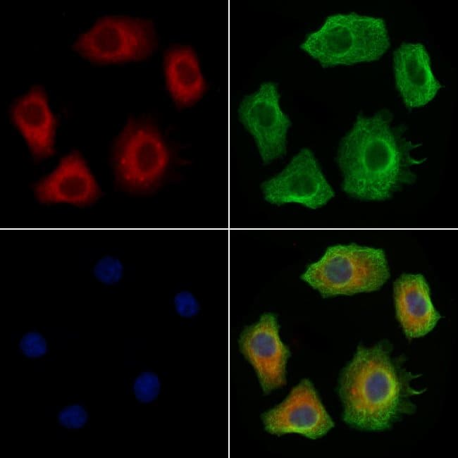 PREP Polyclonal Antibody
