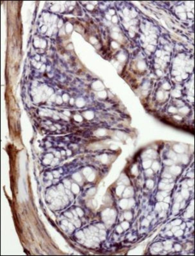 MCT1 Polyclonal Antibody